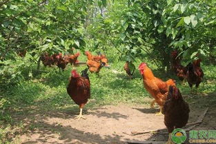 飼養(yǎng),注意事項,夏天