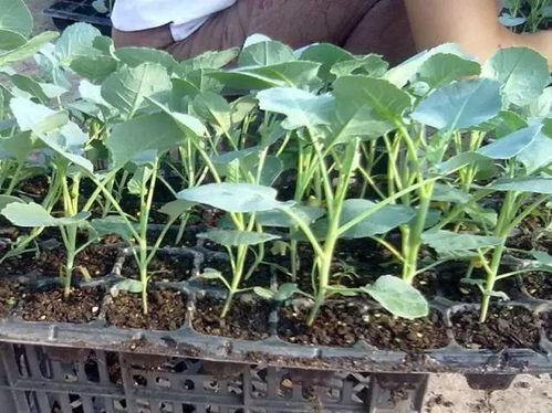 水光后注意事項(xiàng)哪些,水光注射后注意事項(xiàng),水光針術(shù)后注意事項(xiàng)有哪些