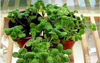 大青的養(yǎng)殖方法和注意事項(xiàng)