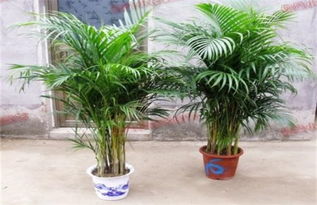 土培觀音竹的養(yǎng)殖方法和注意事項