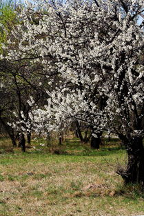 春季移植花樹注意事項(xiàng)