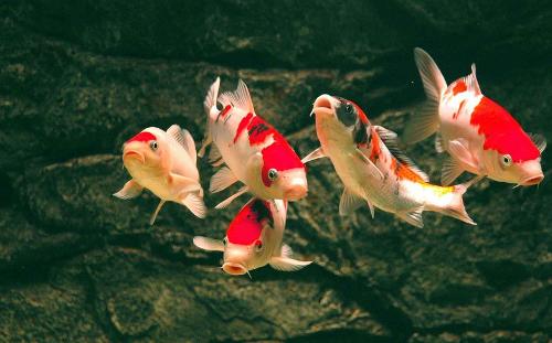 養(yǎng)好錦鯽魚注意事項