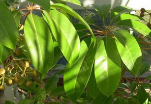 黃葛蘭的養(yǎng)殖方法和注意事項(xiàng)