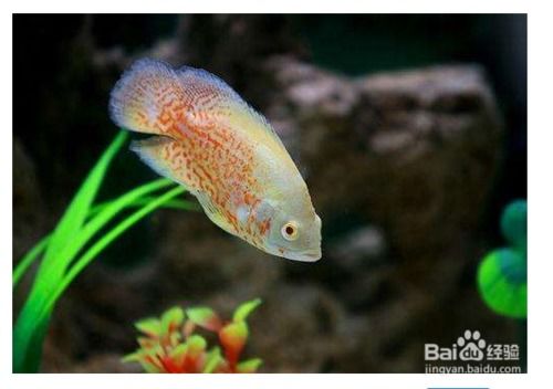 養(yǎng)神,注意事項