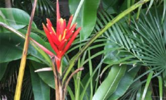 繁殖,養(yǎng)殖,注意事項(xiàng)