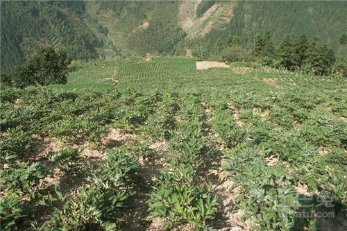 防風(fēng)種植注意事項(xiàng)