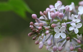 盆栽,丁香花,養(yǎng)殖,注意事項(xiàng)