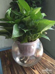 水培綠蘿注意事項(xiàng)