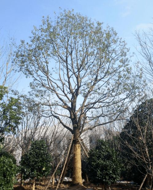 喬木,種植,注意事項(xiàng)