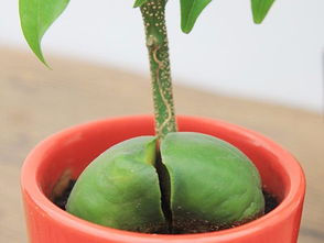 繁殖,注意事項(xiàng),方法,寶樹