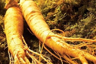 人參食用注意事項