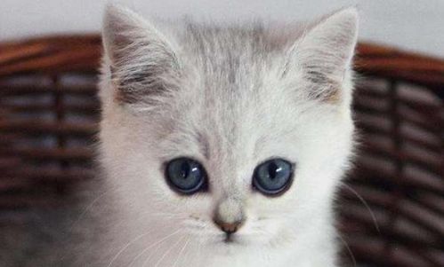 飼養(yǎng)銀漸層貓注意事項