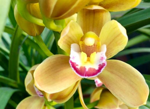 蕙蘭的養(yǎng)殖及注意事項(xiàng),蕙蘭盆栽注意事項(xiàng),藍(lán)莓開花后的注意事項(xiàng)