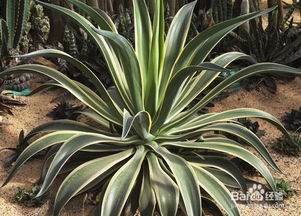 龍須海棠的養(yǎng)殖方法和注意事項(xiàng)