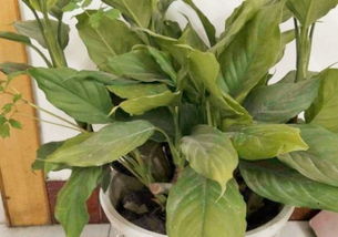 水養(yǎng)萬青的養(yǎng)殖方法和注意事項(xiàng)