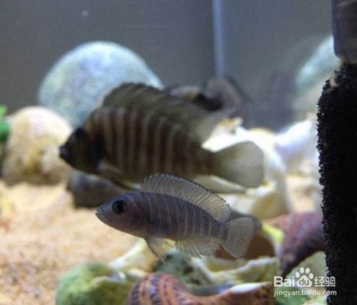 飼養(yǎng),注意事項,三湖馬