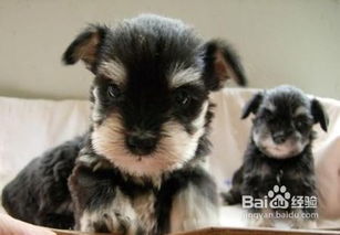 雪納瑞喂養(yǎng)注意事項