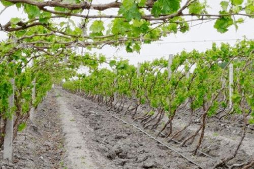 冬天葡萄樹上糞注意事項(xiàng)