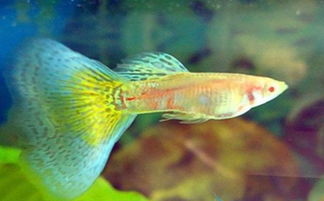 孔雀魚生產(chǎn)注意事項(xiàng)