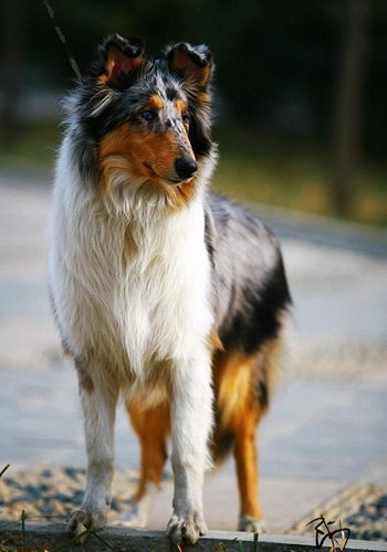 一個(gè)月,小狗,注意事項(xiàng)