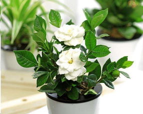 枙子花的養(yǎng)殖方法和注意事項(xiàng)