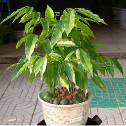 元寶樹的養(yǎng)殖方法和注意事項(xiàng),綠元寶樹的養(yǎng)殖方法和注意事項(xiàng),元寶樹的養(yǎng)殖方法和注意事項(xiàng)