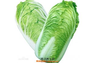 大白菜注意事項,大白菜種植注意事項,窖藏大白菜的注意事項
