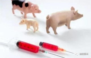 注意事項,豬做預苗