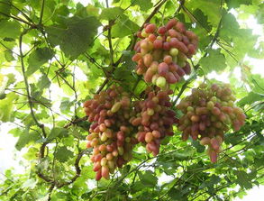 葡萄苗移栽注意事項,三色堇的種植和注意事項,鼠尾草的種植和注意事項