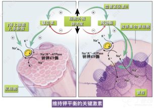 簡述低鉀血癥靜脈補鉀的注意事項