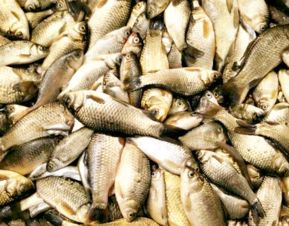 鯽魚,養(yǎng)殖,注意事項(xiàng)