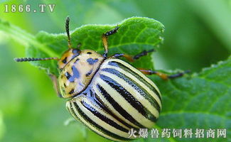 昆蟲,食用,注意事項