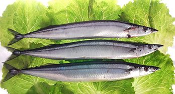 秋刀魚(yú)過(guò)敏的注意事項(xiàng),秋刀魚(yú)的養(yǎng)殖方法和注意事項(xiàng),秋刀魚(yú)海棠的養(yǎng)殖方法和注意事項(xiàng)