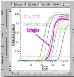 pcr實時熒光結(jié)果分析注意事項