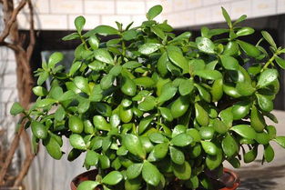 玉樹注意事項(xiàng)