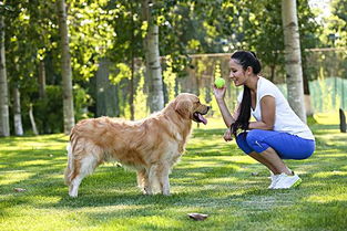 金毛一生的注意事項