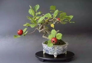 山楂剛上盆注意事項(xiàng)