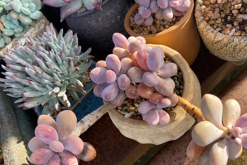 肉肉移盆修根注意事項