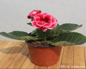 盆栽,養(yǎng)殖,注意事項,方法