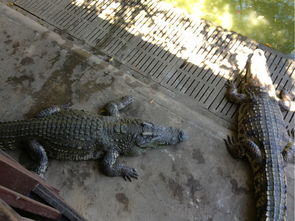 養(yǎng)殖場,注意事項,建筑