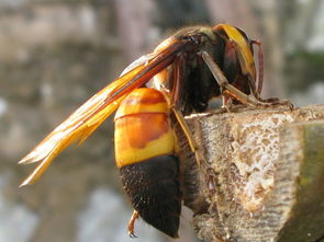 黑尾胡蜂移養(yǎng)注意事項(xiàng)