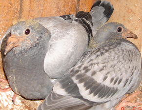 鴿子做新城疫疫苗注意事項(xiàng),鴿子打完疫苗注意事項(xiàng),鴿子口服疫苗注意事項(xiàng)