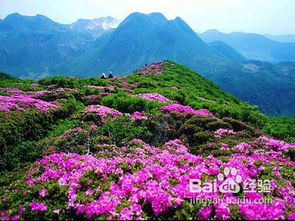西藏靈芝旅游注意事項