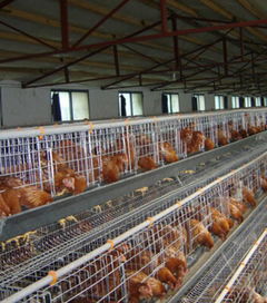 建雞舍的注意事項(xiàng)