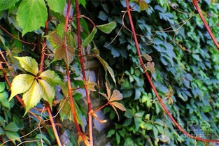 常春藤,注意事項,培養(yǎng),方法