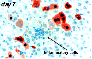 慢病毒轉(zhuǎn)染注意事項(xiàng),lipo3000轉(zhuǎn)染質(zhì)粒注意事項(xiàng),脂質(zhì)體轉(zhuǎn)染注意事項(xiàng)
