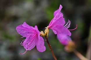 羊躑躅的養(yǎng)殖方法及注意事項