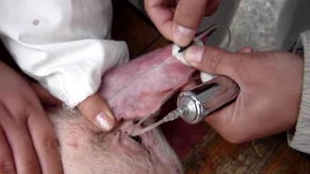 靜脈注射,注意事項