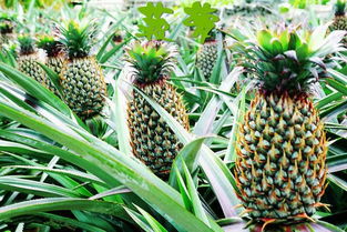 自家菠蘿種植注意事項(xiàng)