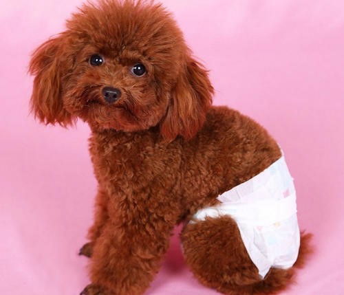 生理期的注意事項(xiàng)是什么,生理期注意事項(xiàng)和飲食,生理期燒香拜佛注意事項(xiàng)